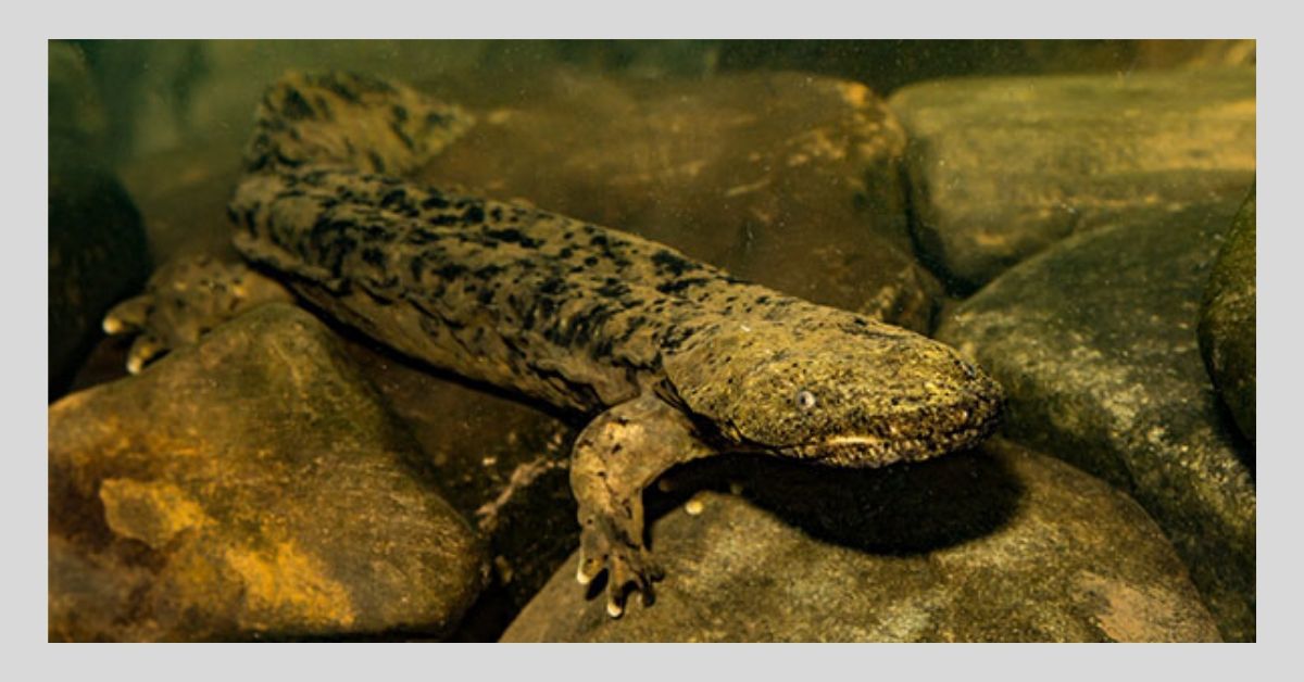 Hellbender_2019.jpg